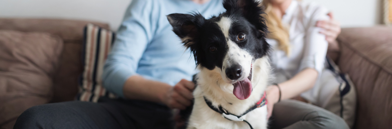 A dog in a living room with couple