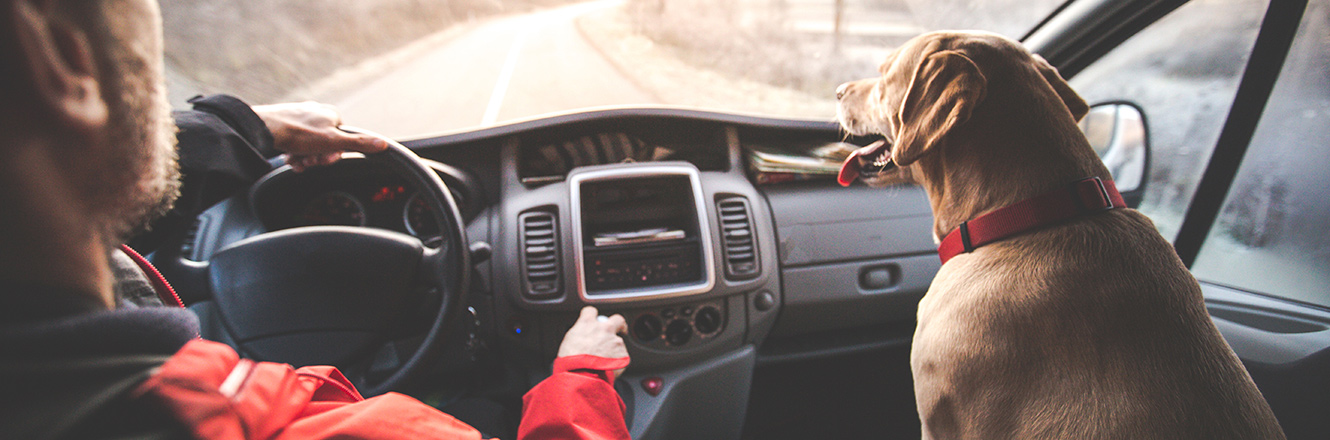 driving in car with dog